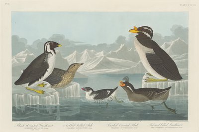 Black-throated Guillemot, Nobbed-billed Auk, Curled-Crested Auk and Horned-billed Guillemot by John James Audubon